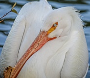 American White Pelican close up