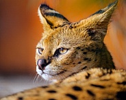 Close serval resting