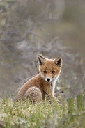 Red fox cubs in there natural habitat