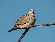 Cape Turtle-Dove
