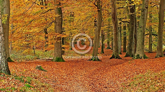 Autumn Forest