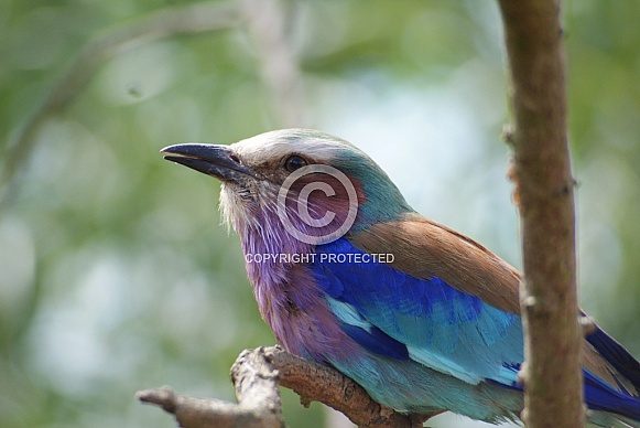 Lilac Breasted Roller