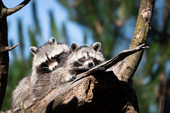 two raccoons