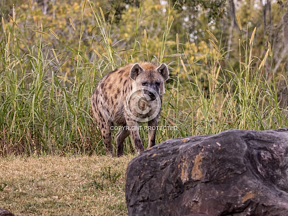 Hyena