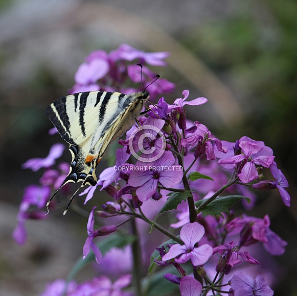 Scarce Swallowtail Butterfly Scarce Swallowtail Butterfly