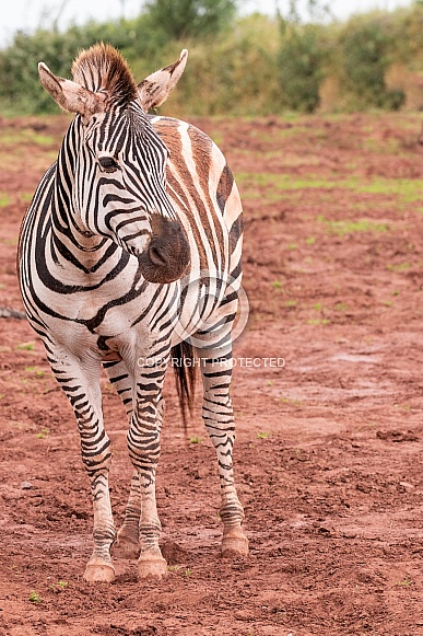 Grants Zebra Full Body Portrait Grants Zebra Full Body Portrait