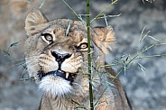 Lioness (panthera leo)