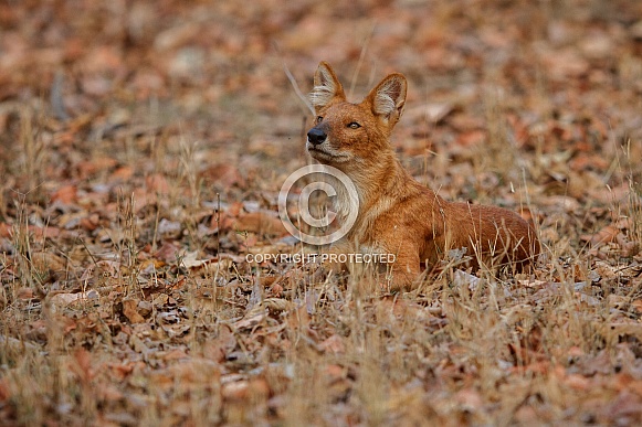 Indian wild dog pose in the nature habitat