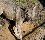 Red Wolf