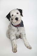 Cute mixed breed sheepdog portrait