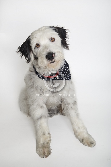 Cute mixed breed sheepdog portrait