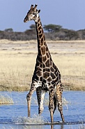 Giraffe crossing a flooded salt pan - Namibia