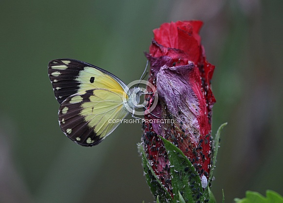 Black and Yellow Butterfly Black and Yellow Butterfly