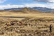 The altiplano in Puno Province - Peru