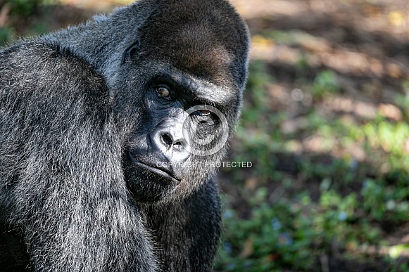 Male Silverback Gorilla Male Silverback Gorilla