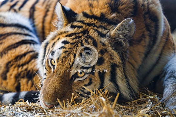 Tiger resting on straw