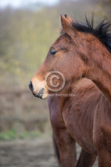 Warmblood foal