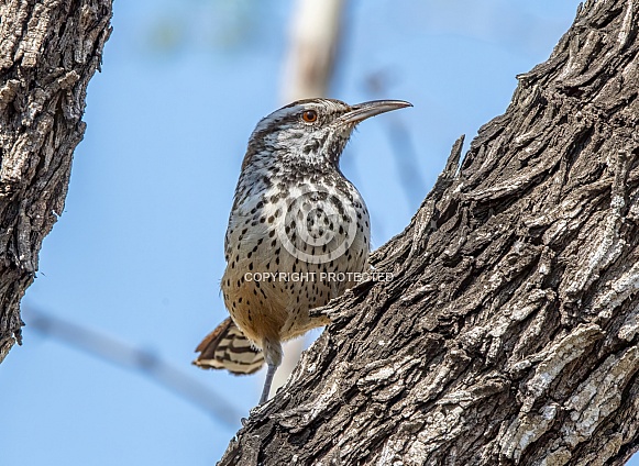 Cactus Wren