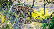 Leopard (wild)