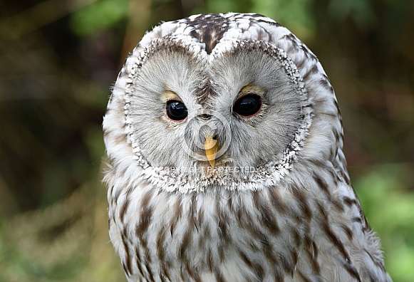 Ural Owl