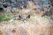 Wild Mule Deer Fawn