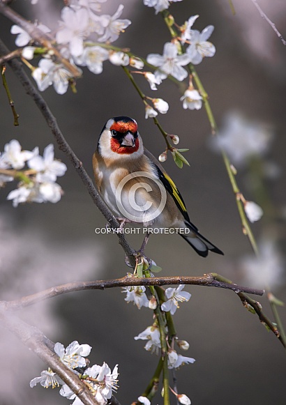 Goldfinch