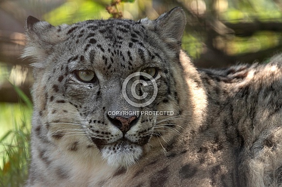 Snow Leopard Close Up