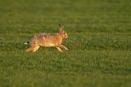 Hare