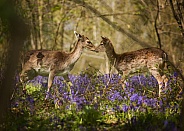 Fallow Deer in Bluebells