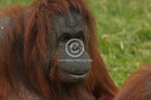 Bornean Orangutan - Close Up Bornean Orangutan - Close Up