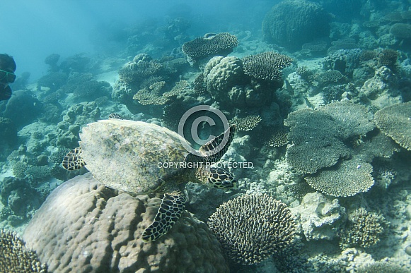 Hawksbill Turtle Hawksbill Turtle