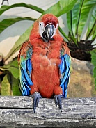 Macaw