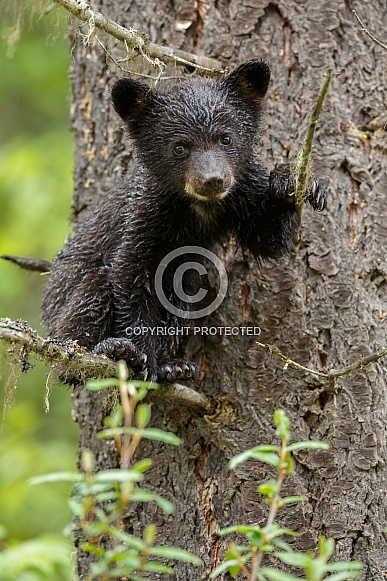 Black bear cub