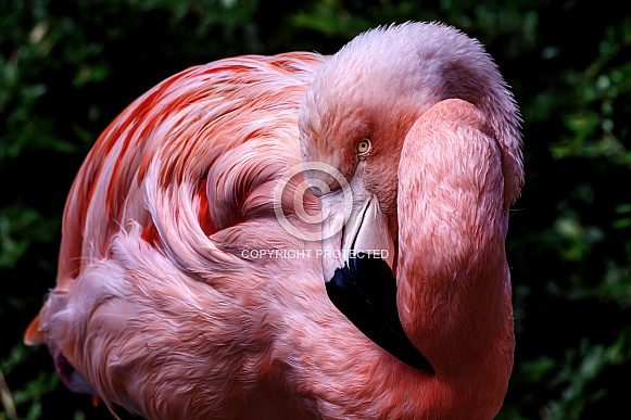 Flamingo