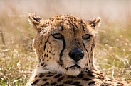 Cheetah (Acinonyx Jubatus Jubatus)