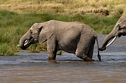 Elephants leaving a watering hole
