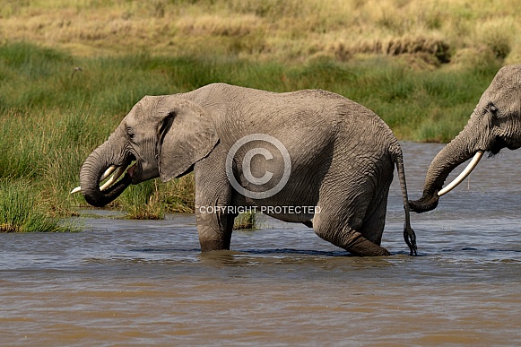 Elephants leaving a watering hole Elephants leaving a watering hole