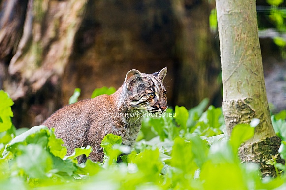 Asian Golden Cat Asian Golden Cat