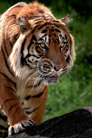 Sumatran Tiger