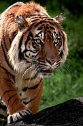 Sumatran Tiger