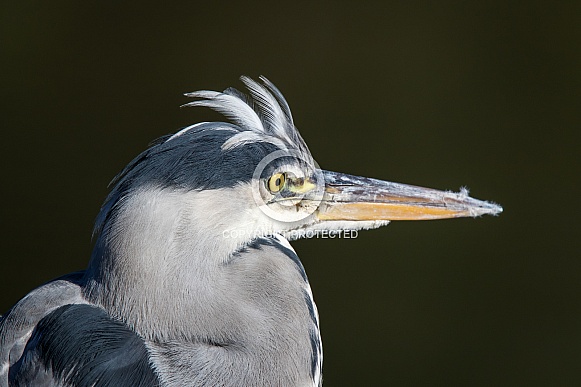 Grey Heron Portrait Grey Heron Portrait