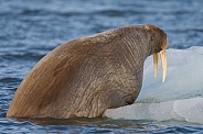 Walrus and Warluses