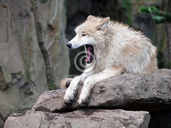 White Hudson Bay Wolf (Canis lupus hudsonicus) White Hudson Bay Wolf (Canis lupus hudsonicus)