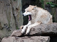 White Hudson Bay Wolf (Canis lupus hudsonicus)
