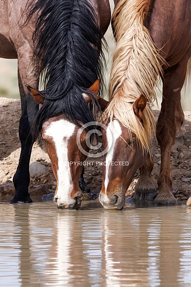 Wild Horse— Onaqui Mountains, Utah