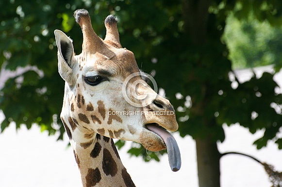 Giraffe