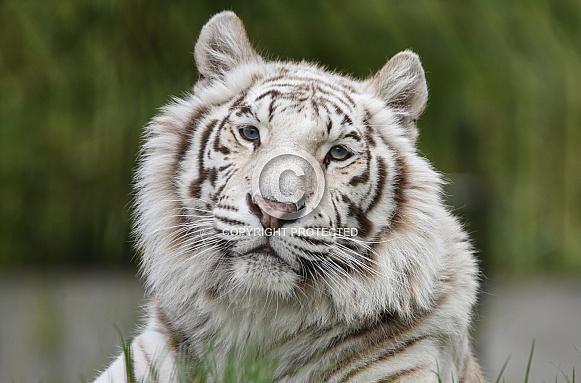 White Tiger