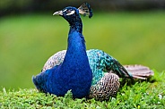 Peacock sitting