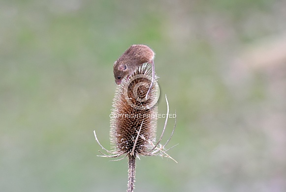 Harvest Mouse