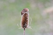 Harvest Mouse